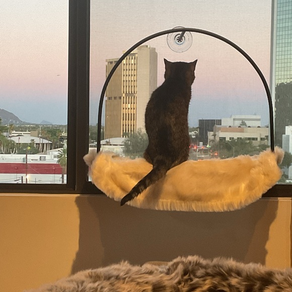 Meet your Posher, Clara - Picture 4 of 5